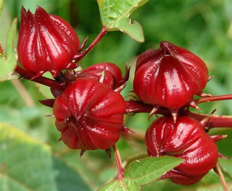 Jamaica hibiscus. Things To Know About Jamaica hibiscus. 